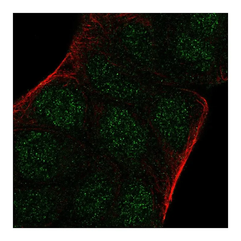 Atlas Antibodies Anti-ARNT2 Antibody