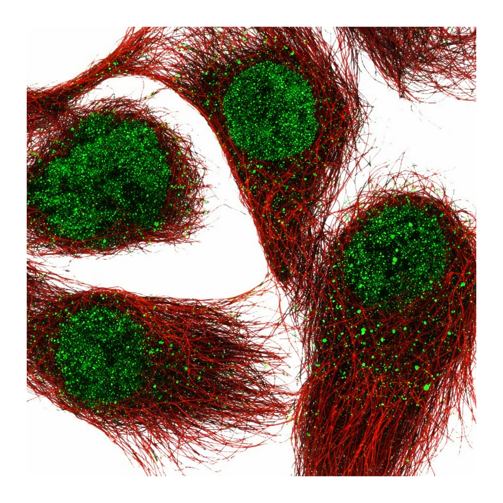 Atlas Antibodies Anti-ARNTL Antibody