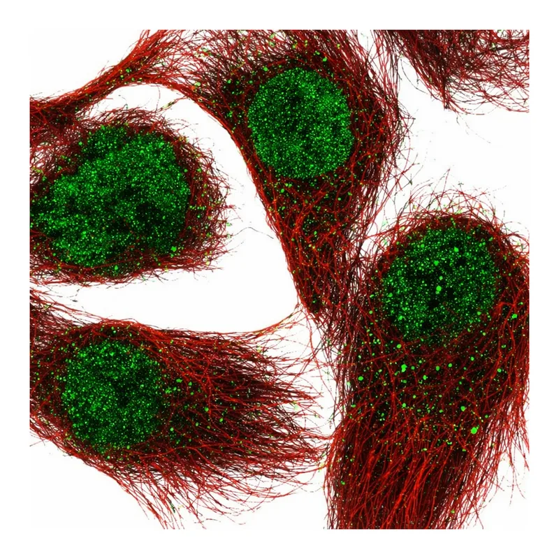 Atlas Antibodies Anti-ARNTL Antibody