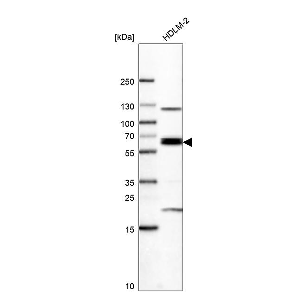 Atlas Antibodies Anti-ARNTL2 Antibody