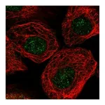 Atlas Antibodies Anti-ARPC2 Antibody