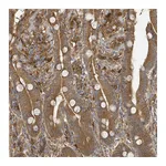 Atlas Antibodies Anti-ARPIN Antibody