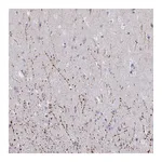 Atlas Antibodies Anti-ARPP19 Antibody