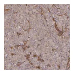 Atlas Antibodies Anti-ARRDC1 Antibody