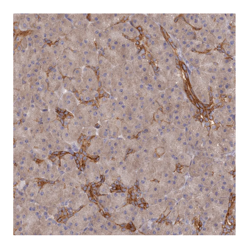 Atlas Antibodies Anti-ARRDC1 Antibody