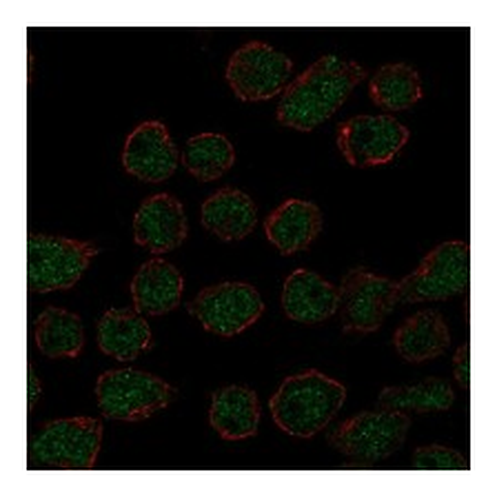 Atlas Antibodies Anti-ARRDC2 Antibody