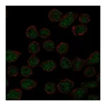 Atlas Antibodies Anti-ARRDC2 Antibody