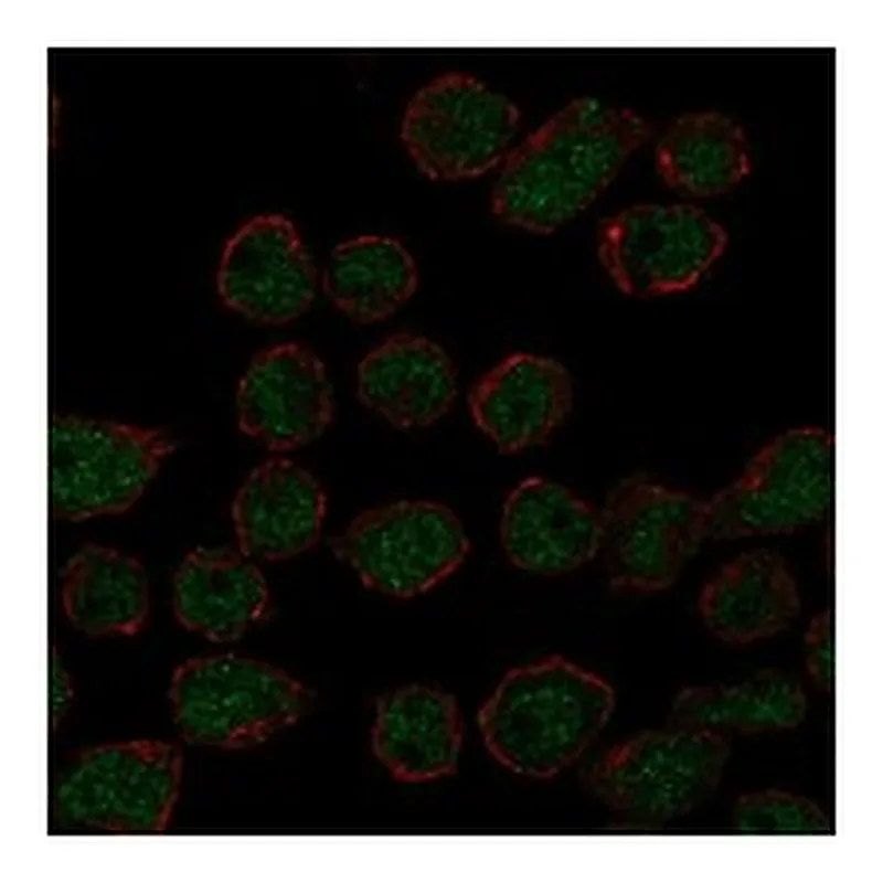 Atlas Antibodies Anti-ARRDC2 Antibody