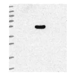 Atlas Antibodies Anti-ARRDC4 Antibody