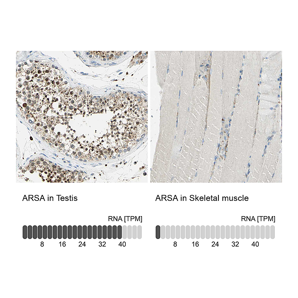 Atlas Antibodies Anti-ARSA Antibody