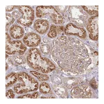 Atlas Antibodies Anti-ARSB Antibody