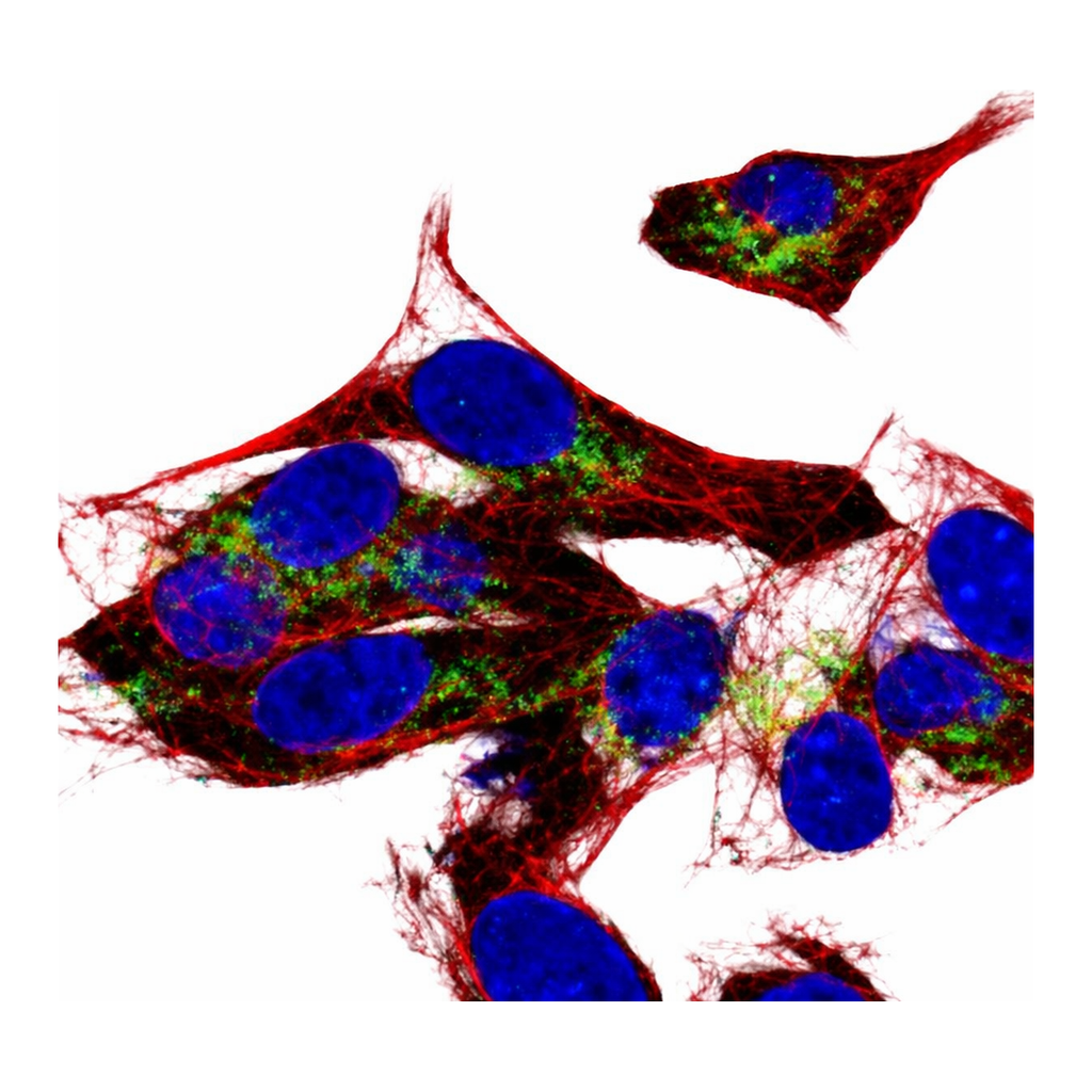 Atlas Antibodies Anti-ARSE Antibody
