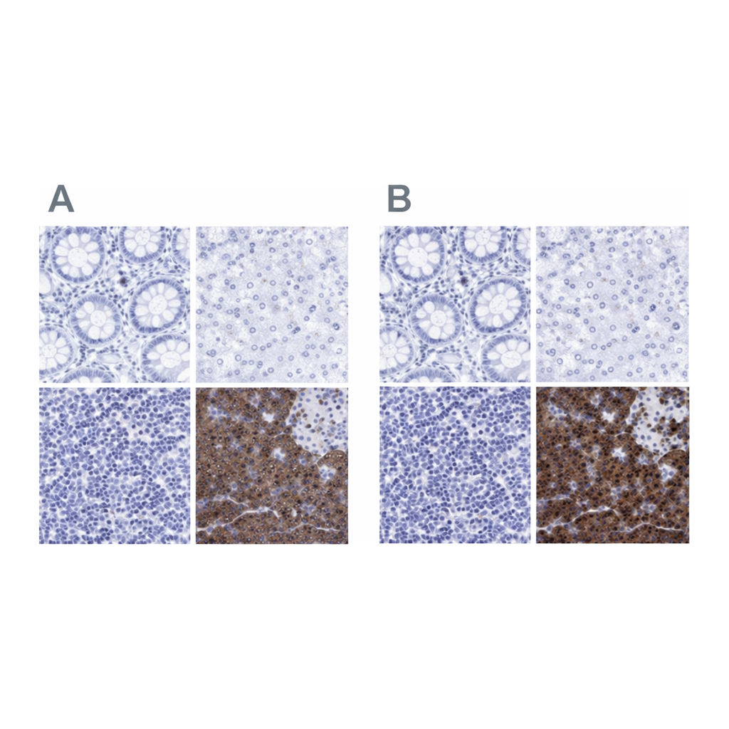 Atlas Antibodies Anti-ARSG Antibody