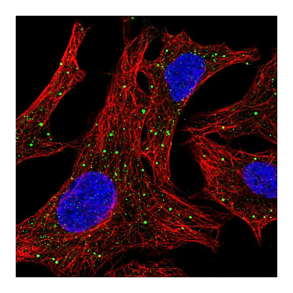Atlas Antibodies Anti-ARSD Antibody