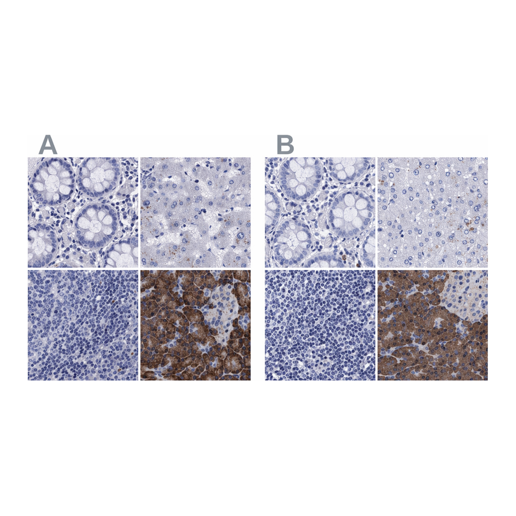 Atlas Antibodies Anti-ARSG Antibody