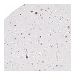 Atlas Antibodies Anti-ARSI Antibody