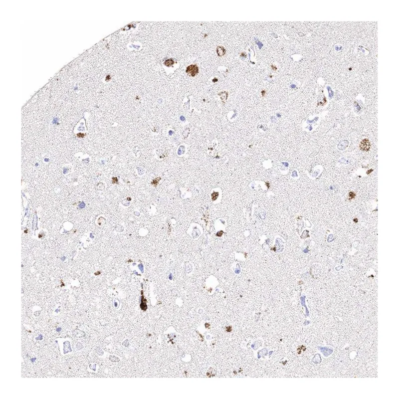 Atlas Antibodies Anti-ARSI Antibody
