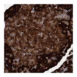 Atlas Antibodies Anti-ART5 Antibody