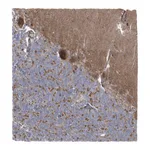 Atlas Antibodies Anti-ARSJ Antibody