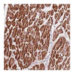 Atlas Antibodies Anti-ART5 Antibody
