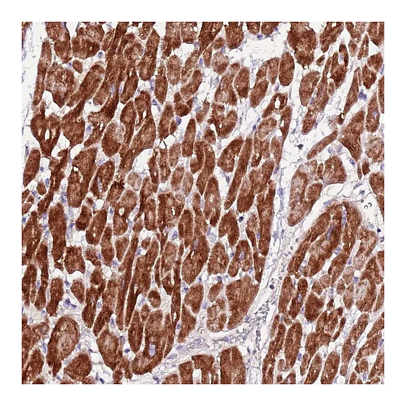 Atlas Antibodies Anti-ART5 Antibody