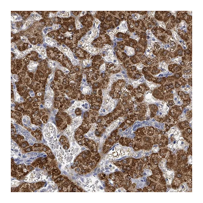 Atlas Antibodies Anti-ASB12 Antibody