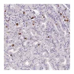 Atlas Antibodies Anti-ASB1 Antibody
