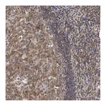 Atlas Antibodies Anti-ASB8 Antibody