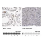 Atlas Antibodies Anti-ASB7 Antibody