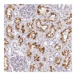 Atlas Antibodies Anti-ASB4 Antibody