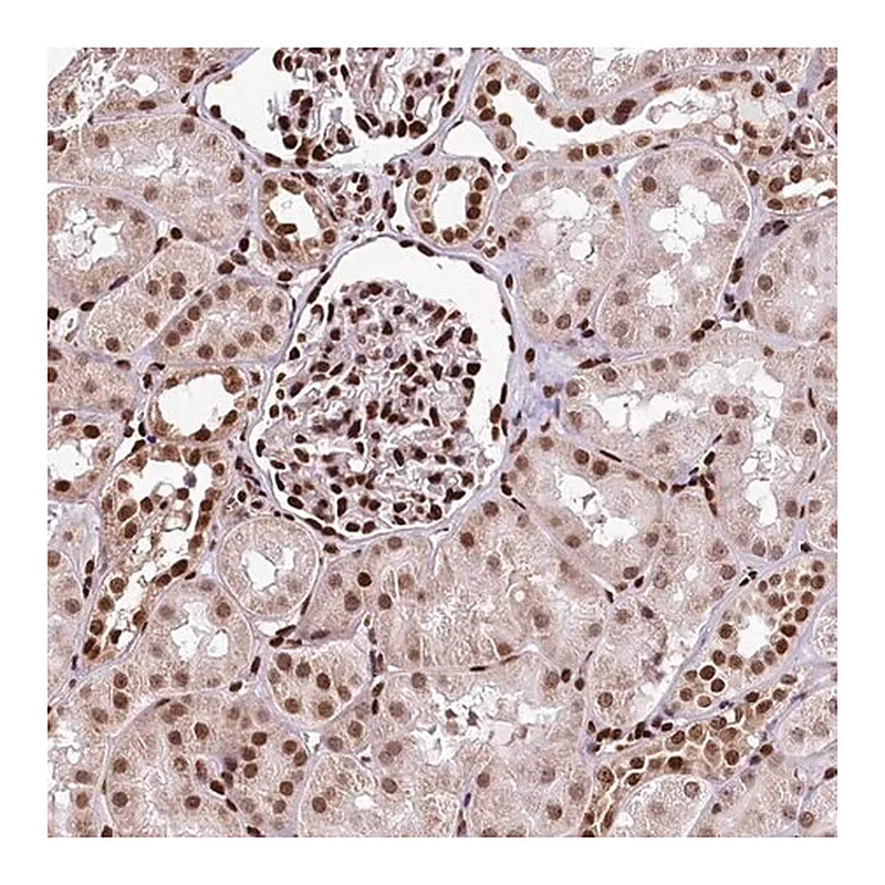 Merck Anti-PDS5B antibody produced in rabbit