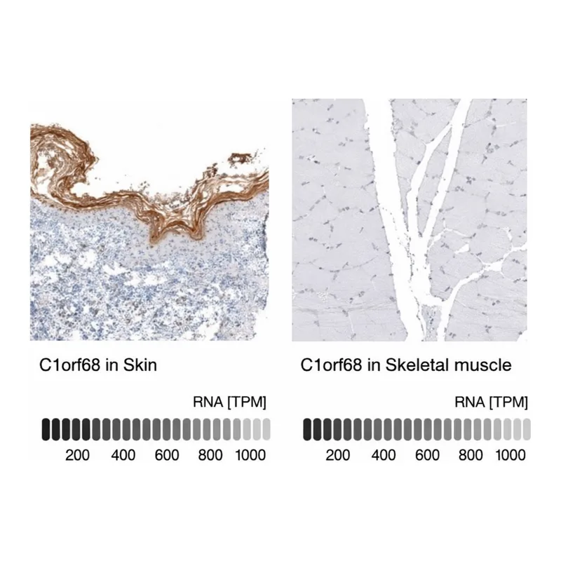 Merck Anti-C1orf68 antibody produced in rabbit