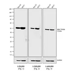 Thermo Fisher Scientific Rabbit anti-Rat IgG (H+L) Secondary Antibody, Biotin
