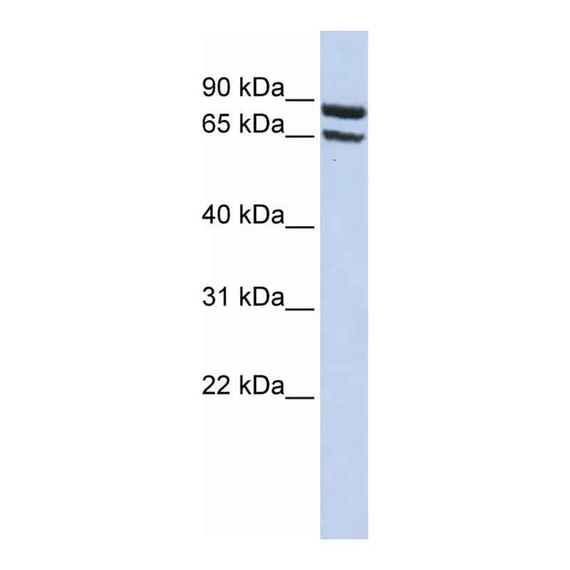 Merck Anti-SLC6A15 antibody produced in rabbit