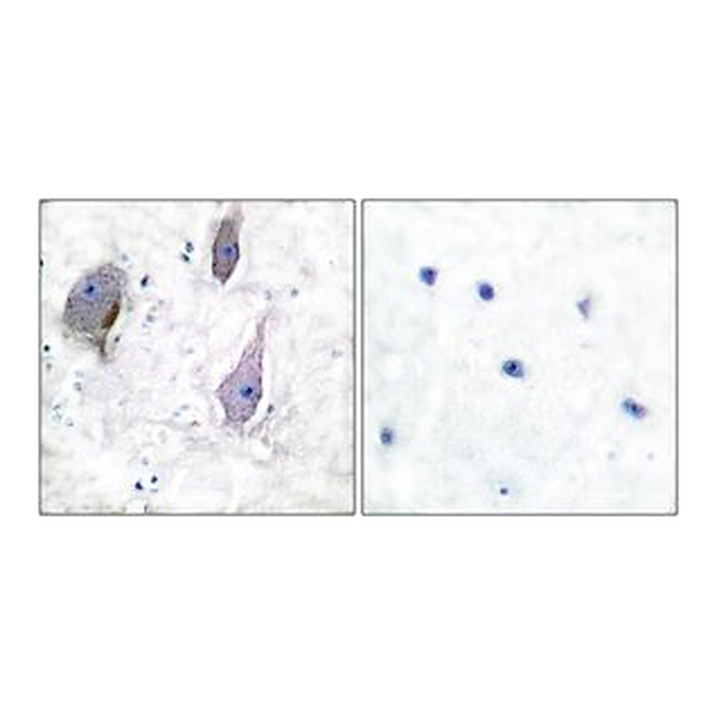 Merck ANTI-PMP22 ANTIBODY PRODUCED IN RABBIT