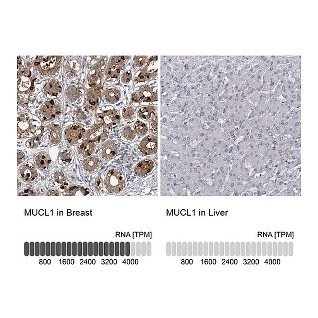 Merck Anti-MUCL1 antibody produced in rabbit