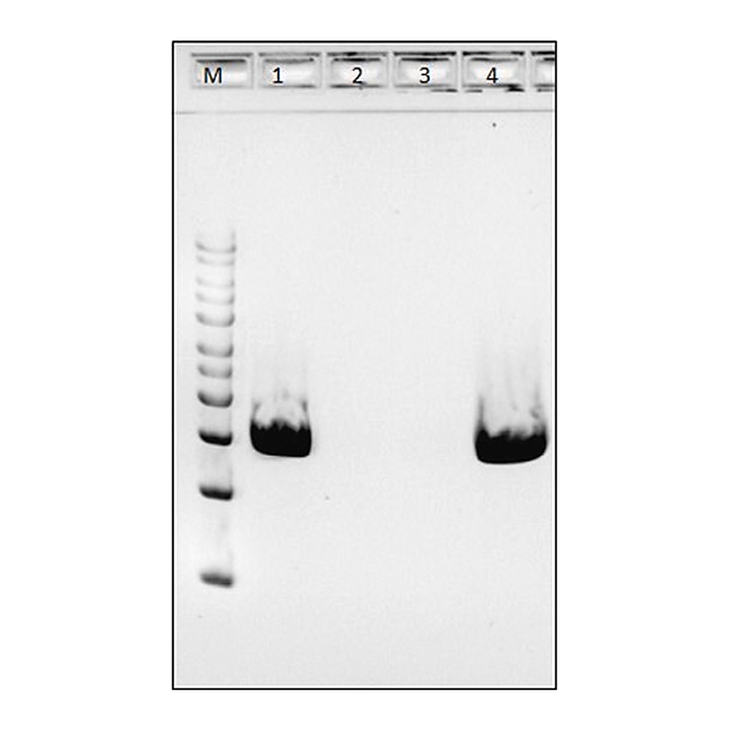 Merck Achromopeptidase from bacteria