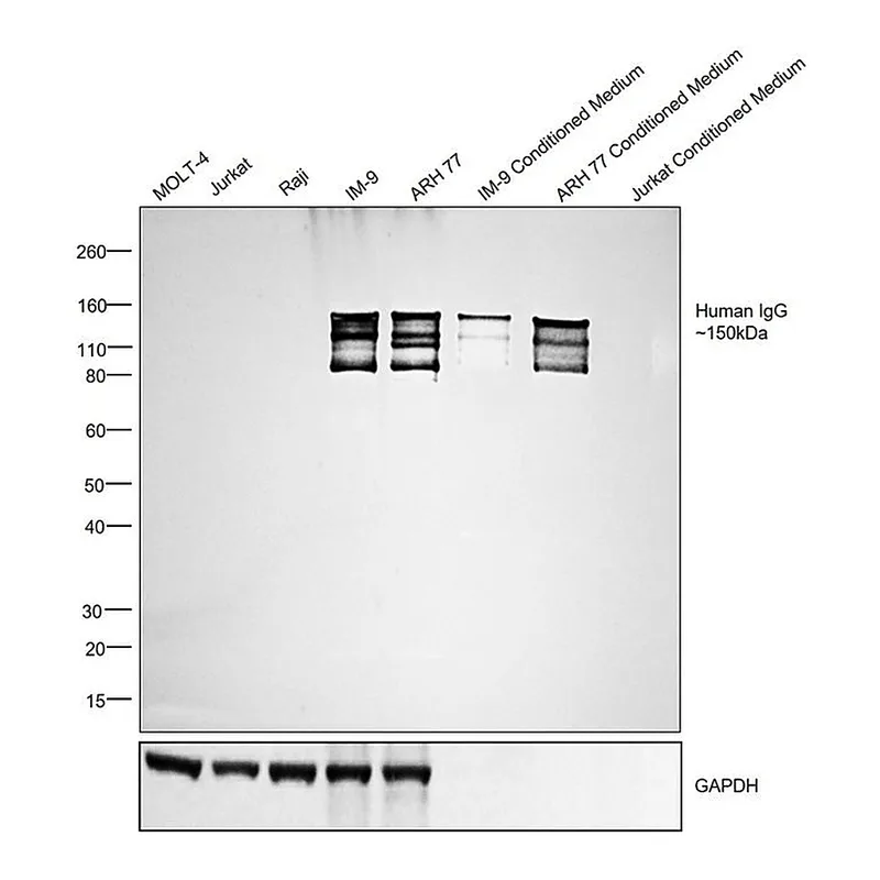 Thermo Fisher Scientific Rabbit anti-Human IgG (H+L) Secondary Antibody, HRP
