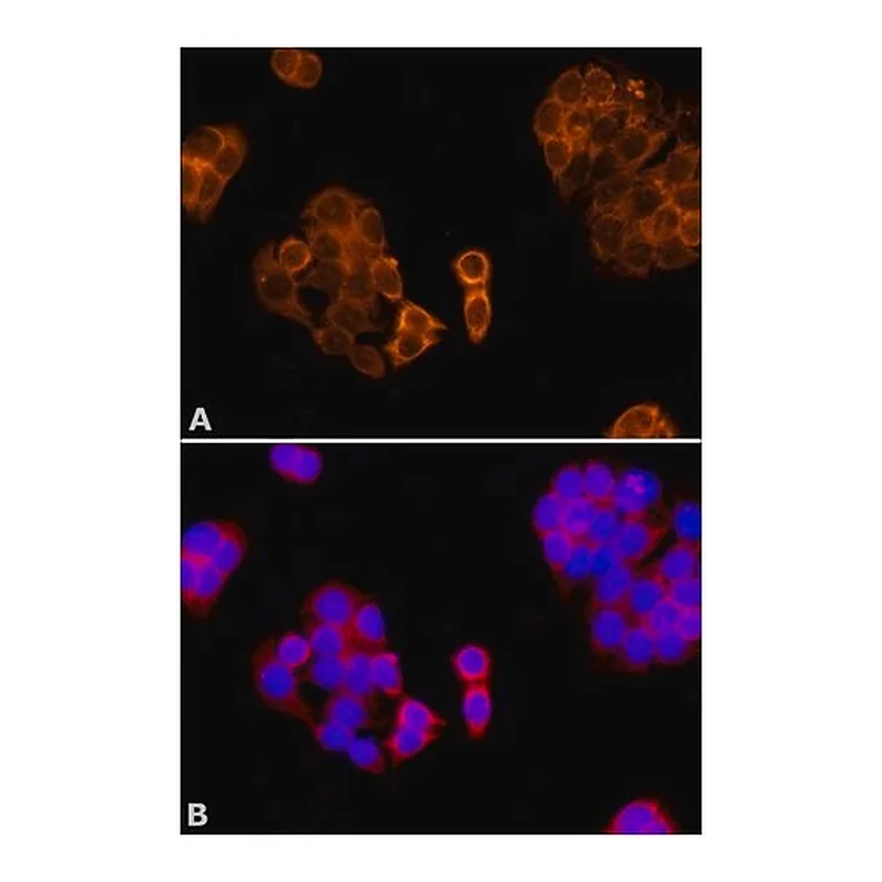 Merck Anti-Paraoxonase 1 (PON1) antibody produced in rabbit