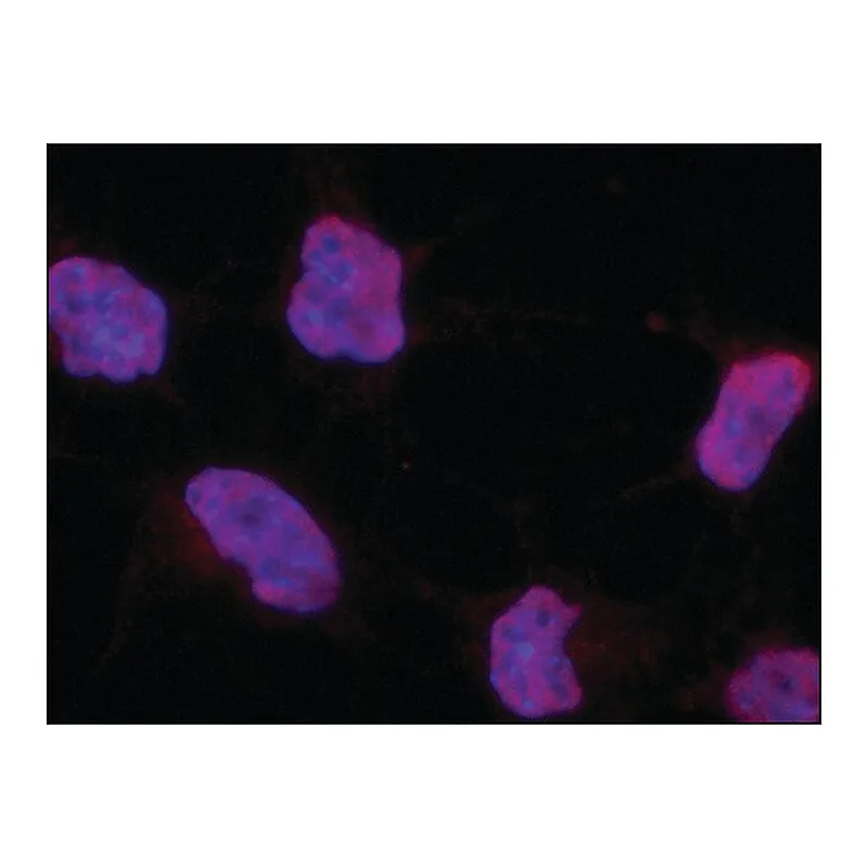 Merck Anti-POU5F1 (Oct4) antibody produced in rabbit