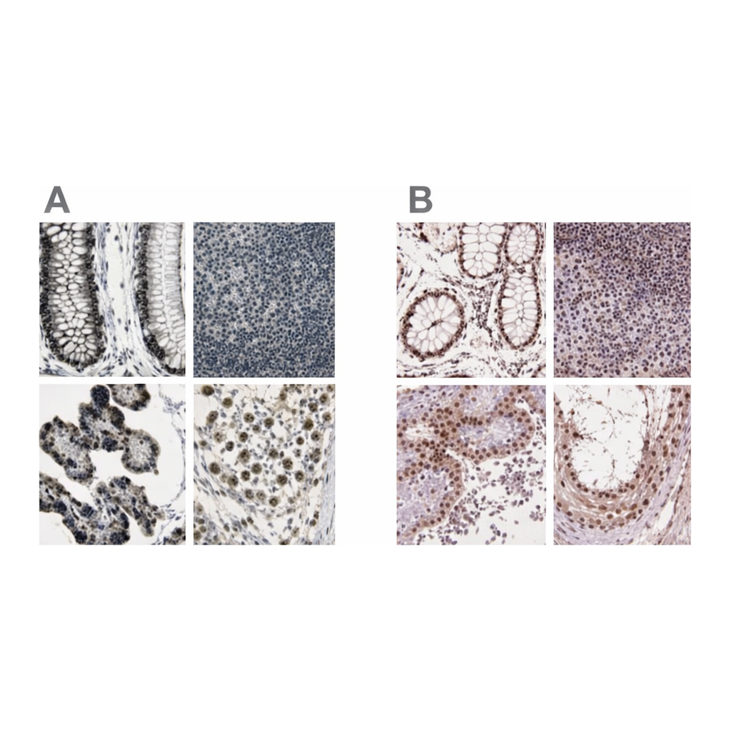 Merck Anti-ELF2 antibody produced in rabbit