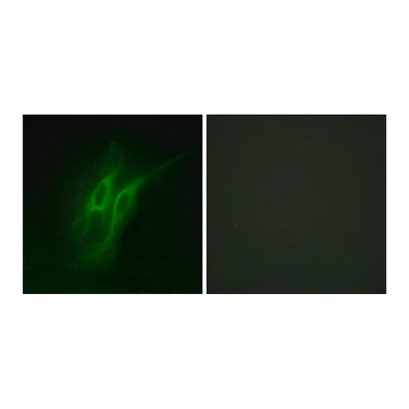 Merck Anti-5-HT-4 antibody produced in rabbit