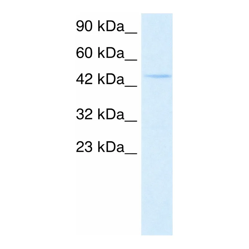 Merck Anti-PTF1A antibody produced in rabbit