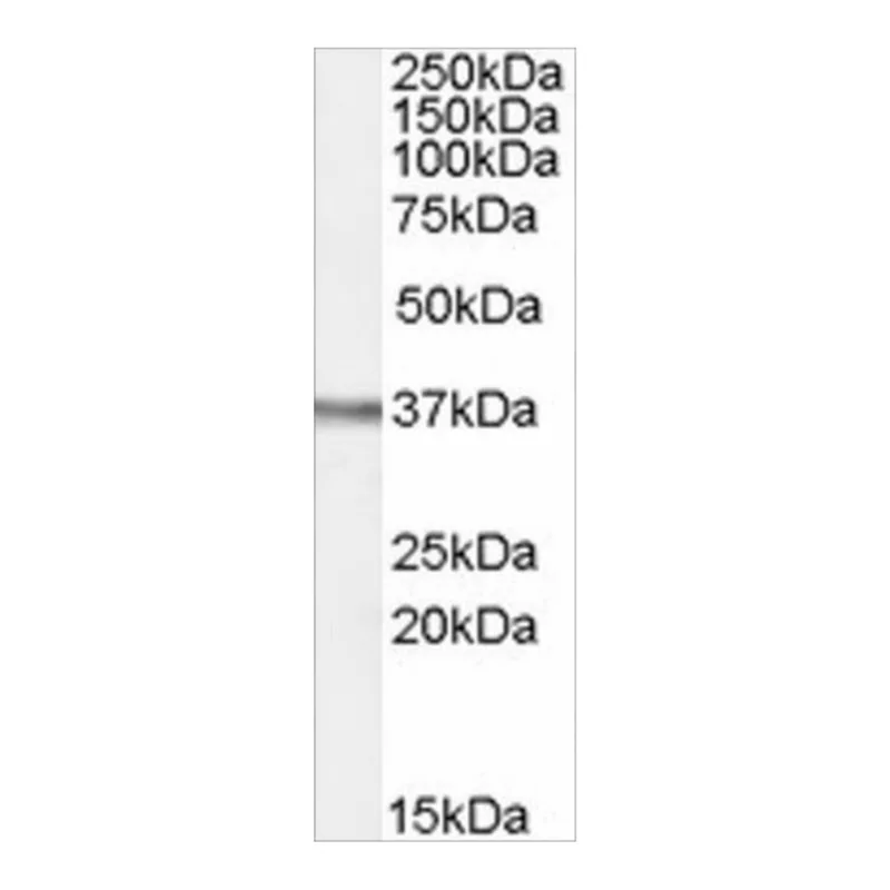 Merck Anti-OGG1 antibody produced in goat