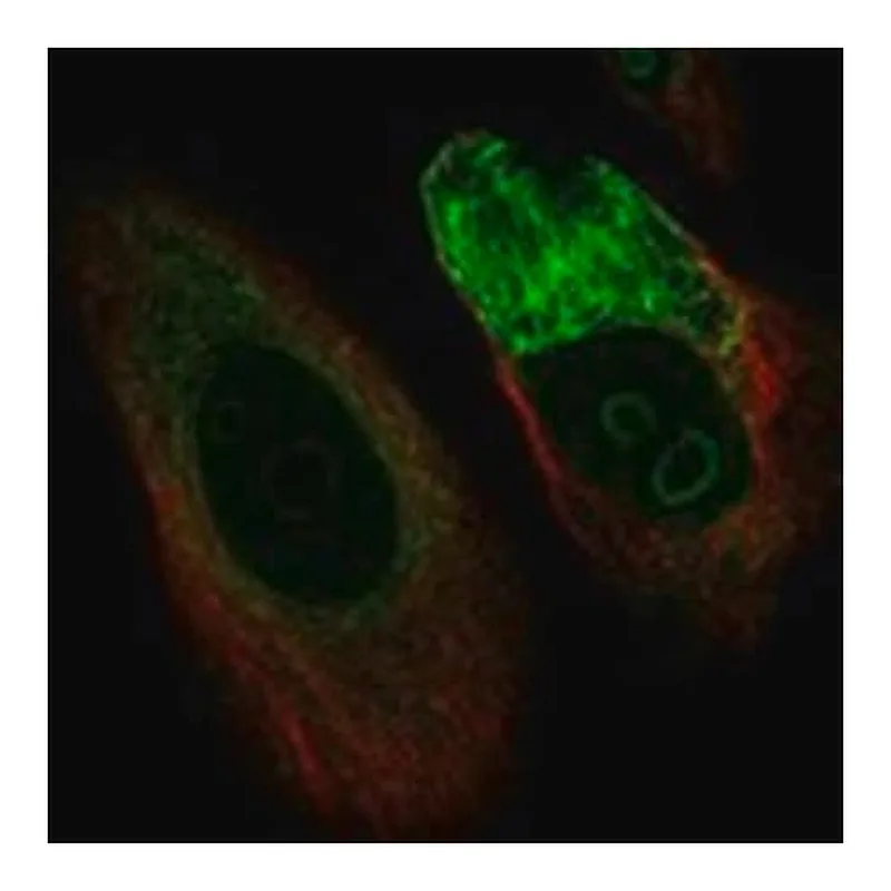 Merck Anti-C1ORF159 antibody produced in rabbit