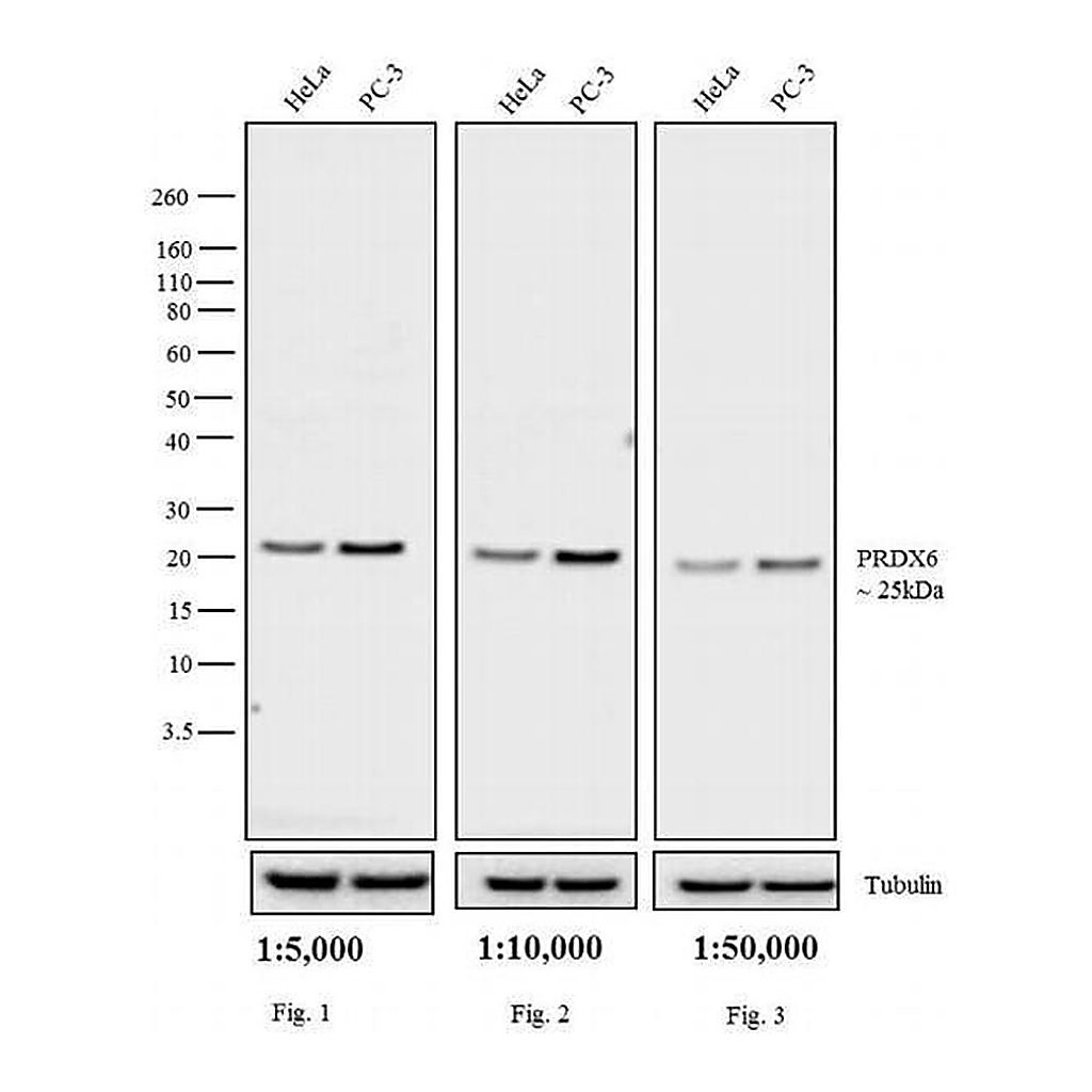 Thermo Fisher Scientific Mouse anti-Rabbit IgG (H+L) Cross-Adsorbed Secondary Antibody, HRP