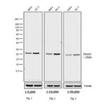 Thermo Fisher Scientific Mouse anti-Rabbit IgG (H+L) Cross-Adsorbed Secondary Antibody, HRP