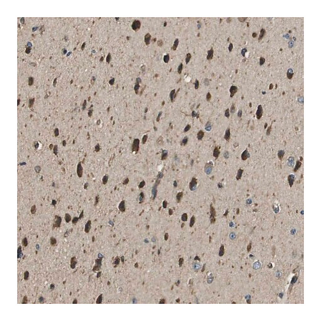Merck Anti-SEC62 antibody produced in rabbit