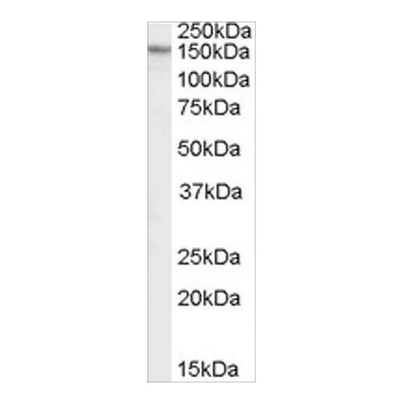 Merck Anti-RPGRIP1L antibody produced in goat