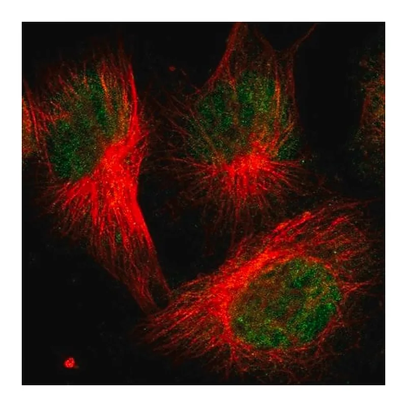 Merck Anti-FBXO3 antibody produced in rabbit